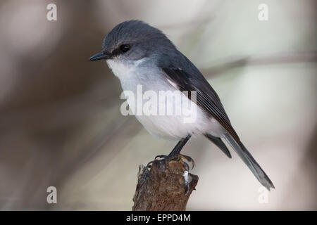 White-breasted Robin (Eopsaltria georgiana) perché sur une souche d'arbre Banque D'Images