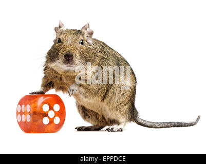 Hamster rigolo debout avec gros cube dés gros plan sur toute la longueur sur fond blanc Banque D'Images