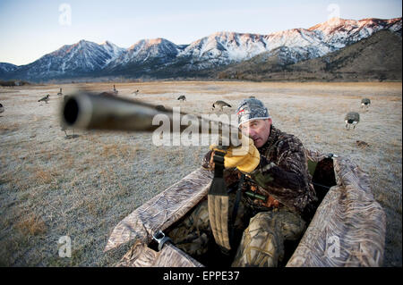 Un chasseur vise son fusil d'une blind alors que la chasse à l'oie de Carson City, NV. Banque D'Images