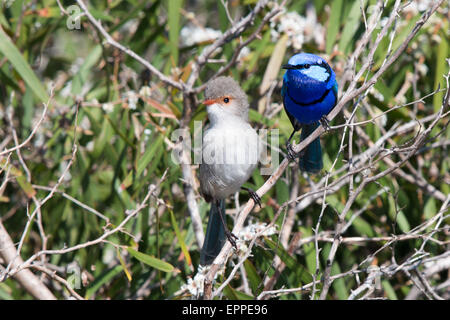 Splendide paire de Fairywren (Malurus splendens) Banque D'Images