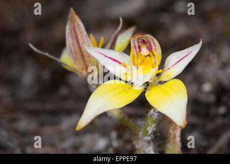 Coucou bleu Orchid (Caladenia flava) Banque D'Images