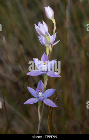 Soleil parfumée Orchid (Thelymitra macrophylla) Banque D'Images