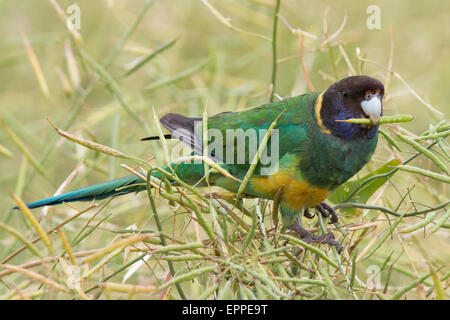 Port Lincoln Parrot / Vingt-huit Parrot integrade se nourrissant de graines de canola Banque D'Images