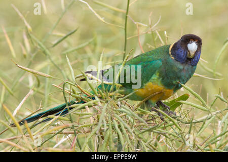 Port Lincoln Parrot / Vingt-huit Parrot integrade se nourrissant de graines de canola Banque D'Images