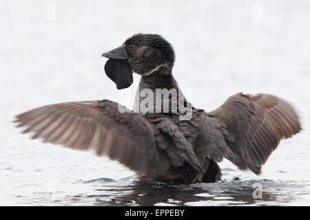 Canard musqué mâle (Biziura lobata) battre des ailes Banque D'Images