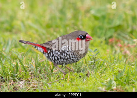 Red-eared Firetail (Stagonopleura oculata) Banque D'Images