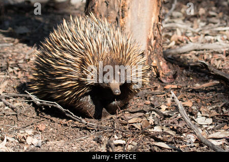 Échidné à nez court (Tachyglossus aculeatus) Banque D'Images