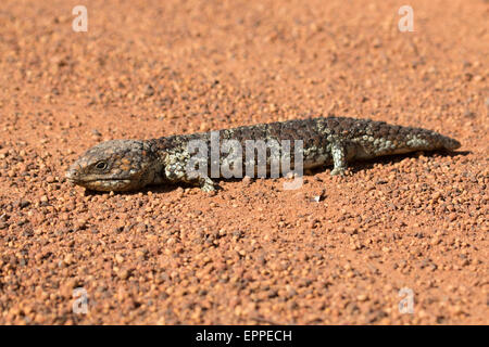 Shingleback (Tiliqua rugosa) Banque D'Images