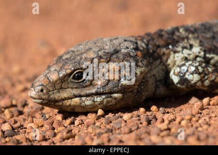 Shingleback (Tiliqua rugosa) headshot Banque D'Images