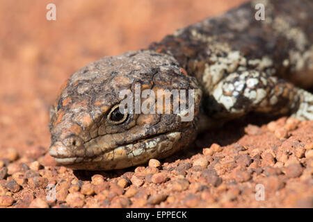 Shingleback (Tiliqua rugosa) headshot Banque D'Images