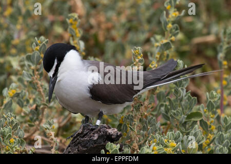 Sterne bridée (Onychoprion anaethetus) Banque D'Images