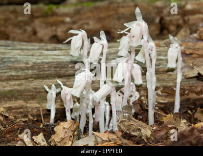 Bizarre comme champignon Rare Indian Pipe fleurs Banque D'Images