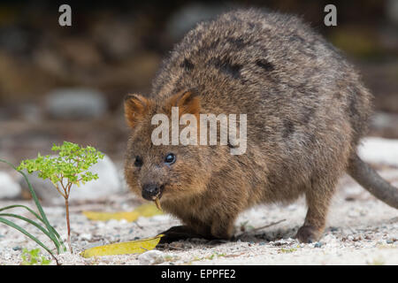 Quokka (Chrysocyon brachyurus) Banque D'Images