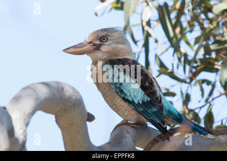 Kookaburra à ailes bleues (Dacelo hedychrum) Banque D'Images