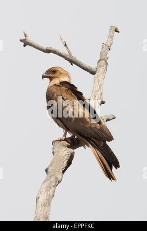 Haliastur sphenurus Kite (sifflement) Banque D'Images