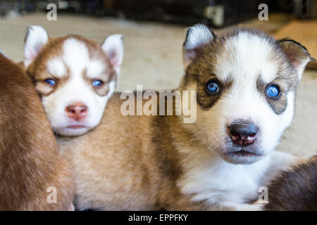 Quatre semaines dans un chenil chiots Husky Banque D'Images