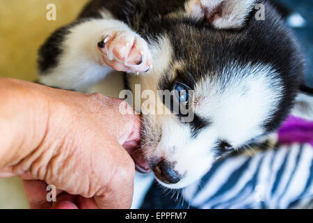 Quatre semaines dans un chenil chiots Husky Banque D'Images