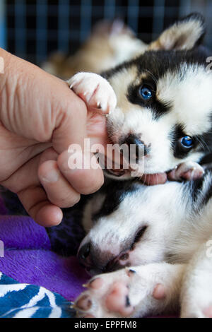 Quatre semaines dans un chenil chiots Husky Banque D'Images