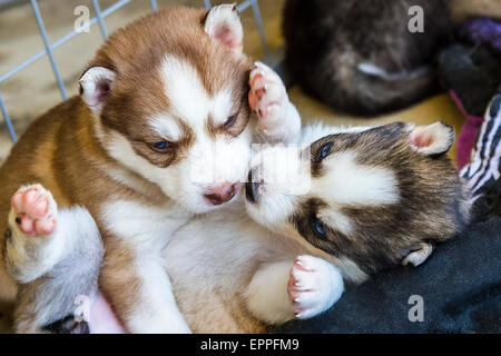 Quatre semaines dans un chenil chiots Husky Banque D'Images