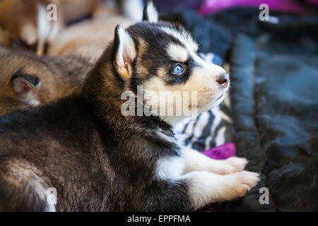 Quatre semaines dans un chenil chiots Husky Banque D'Images