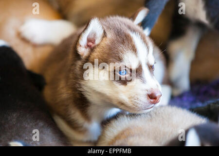 Quatre semaines dans un chenil chiots Husky Banque D'Images