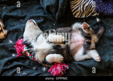 Quatre semaines dans un chenil chiots Husky Banque D'Images