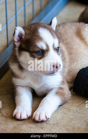 Quatre semaines dans un chenil chiots Husky Banque D'Images