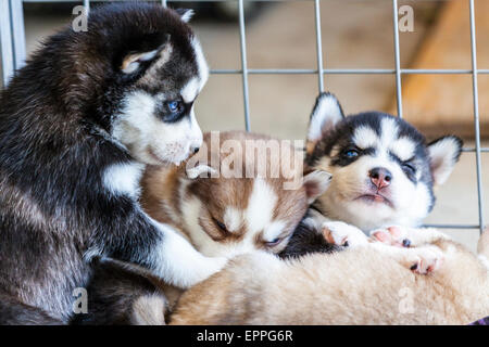 Quatre semaines dans un chenil chiots Husky Banque D'Images