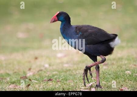 Talève Sultane (Porphyrio porphyrio) Banque D'Images