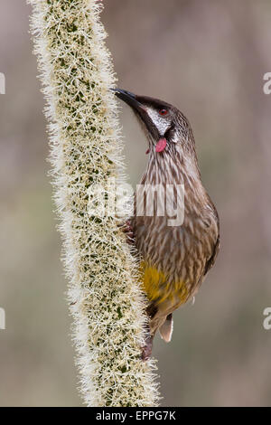 Wattlebird Anthochaera carunculata (rouge) se nourrissant de nectar d'un commun Blackboy (Xanthorrhoea preissii) fleur Banque D'Images