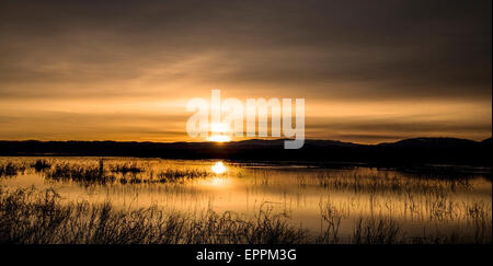 Roseaux dans un bassin d'eau peu profonde au coucher du soleil dans le Sacramento National Wildlife Refuge en Californie du Nord Banque D'Images