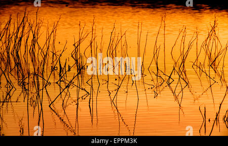 Roseaux dans un bassin d'eau peu profonde au coucher du soleil dans le Sacramento National Wildlife Refuge en Californie du Nord Banque D'Images