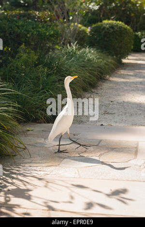 Floride , Del Ray Beach , Musée Morikami & Park , Roji-En , les jardins japonais de gouttes de la Rosée héron blanc marche sur chemin Banque D'Images