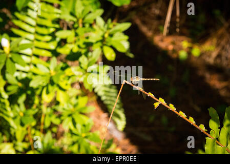 Floride , Del Ray Beach , Musée Morikami & Park , Roji-En , les jardins japonais de gouttes de rosée de la faune des insectes 56.46 Banque D'Images