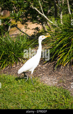 Floride , Del Ray Beach , Musée Morikami & Park , Roji-En , les jardins japonais de gouttes de la Rosée Héron blanc marche sur l'herbe Banque D'Images