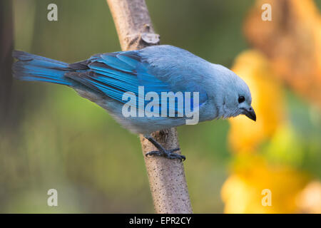 Blue-gray Tanager (Thraupis episcopus) Banque D'Images