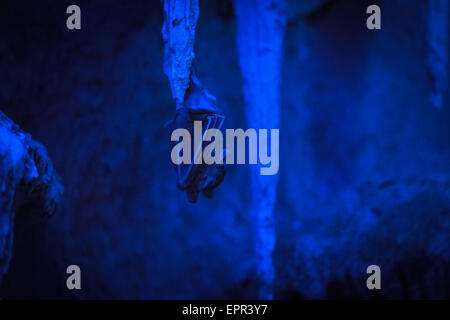 Bat accrochés sur une stalactite dans l'obscurité (Malayan bat) Banque D'Images