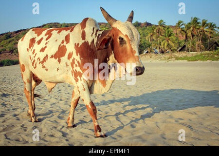 Vache sur Belle Tropical beach, Goa, Inde Banque D'Images