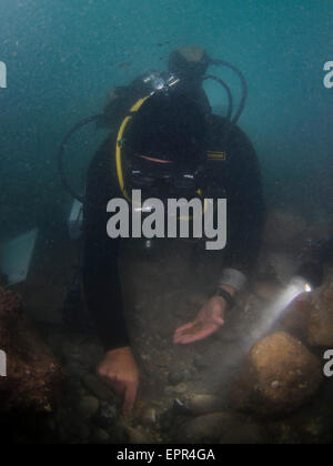 Les plongeurs découvrent un trésor de 2000 pièces d'or de la période fatimide (xie siècle) dans l'ancien port de Césarée Banque D'Images