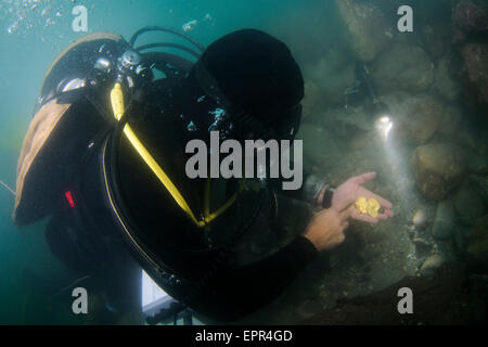 Les plongeurs découvrent un trésor de 2000 pièces d'or de la période fatimide (xie siècle) dans l'ancien port de Césarée Banque D'Images