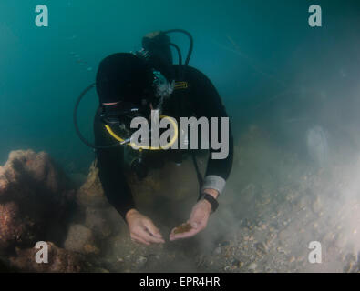 Les plongeurs découvrent un trésor de 2000 pièces d'or de la période fatimide (xie siècle) dans l'ancien port de Césarée Banque D'Images