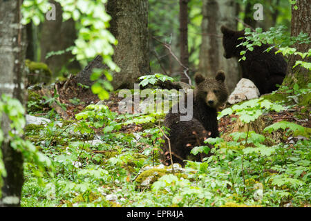 Deux ans d'un Ourson Brun frères dans la forêt de Notranjska, la Slovénie. Banque D'Images