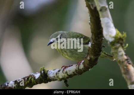 Femme Red-legged Honeycreeper (Cyanerpes cyaneus) Banque D'Images