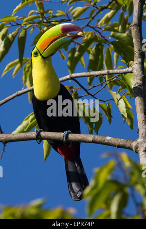 Keel-billed Toucan (Ramphastos sulfuratus) Banque D'Images