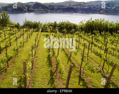 Vignoble et à la Rocca di Angera château sur le Lac Majeur en Italie Banque D'Images