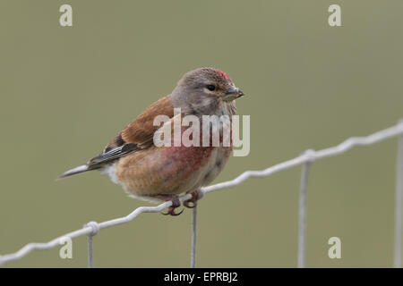 Linnet eurasien mâle (Carduelis cannabina) perché sur un grillage Banque D'Images