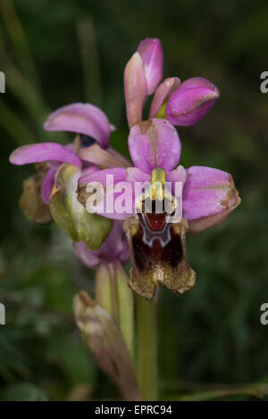 L'orchidée abeille (Ophrys tenthredinifera) flower Banque D'Images