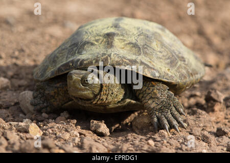 Mauremys leprosa Terrapin (espagnol) Banque D'Images