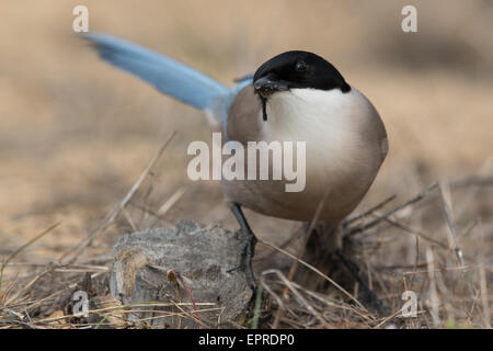 Azure-winged Magpie (Cyanopica cyanus) se nourrissent de termites ailés Banque D'Images