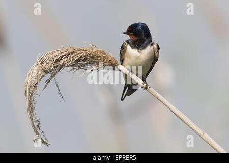 L'hirondelle rustique (Hirundo rustica) perché sur un roseau phragmites Banque D'Images